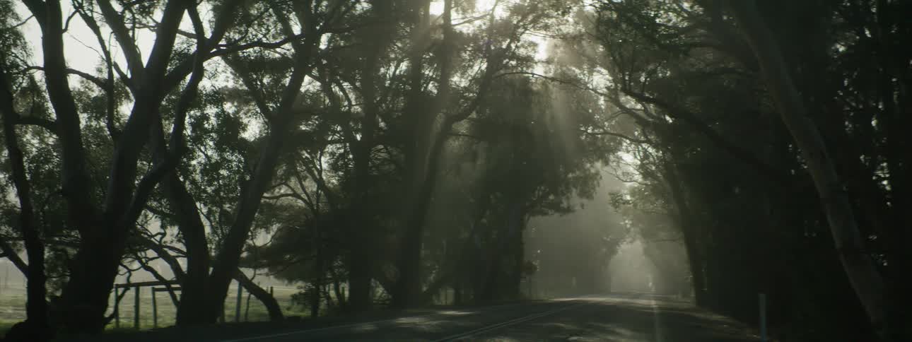 Sun shines through trees on highway in the countryside