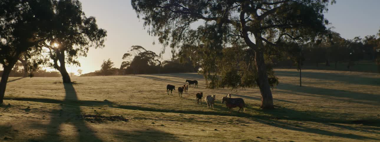 Animals are walking on the grassland area