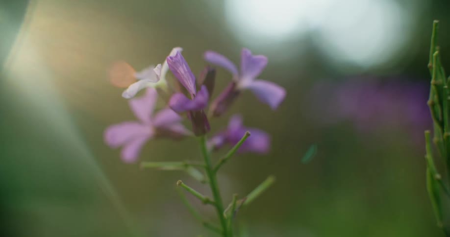 Closeup of purple flowers