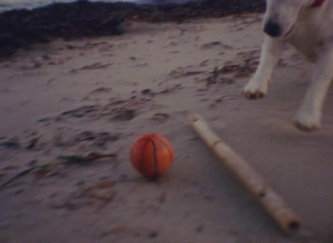 A dog is playing fetch at the beach
