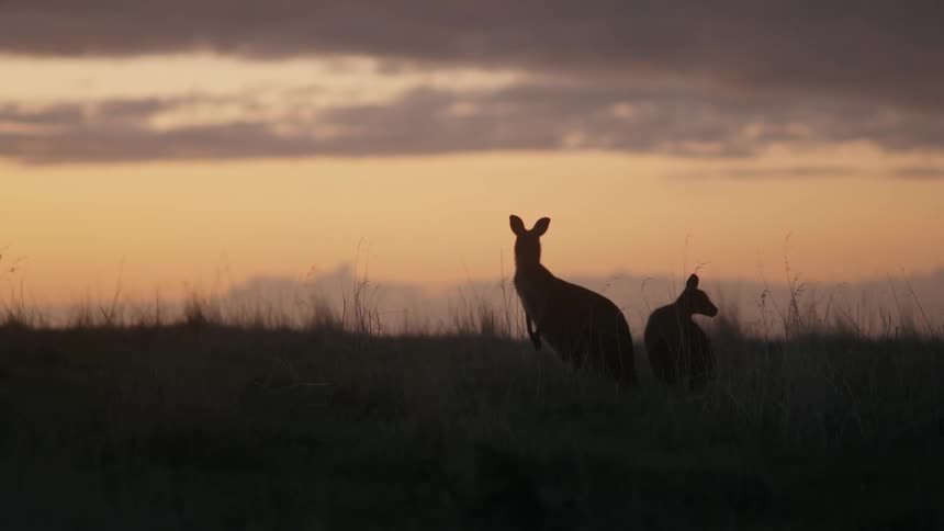 A pair of kangaroos stand together in a grassland at sunset