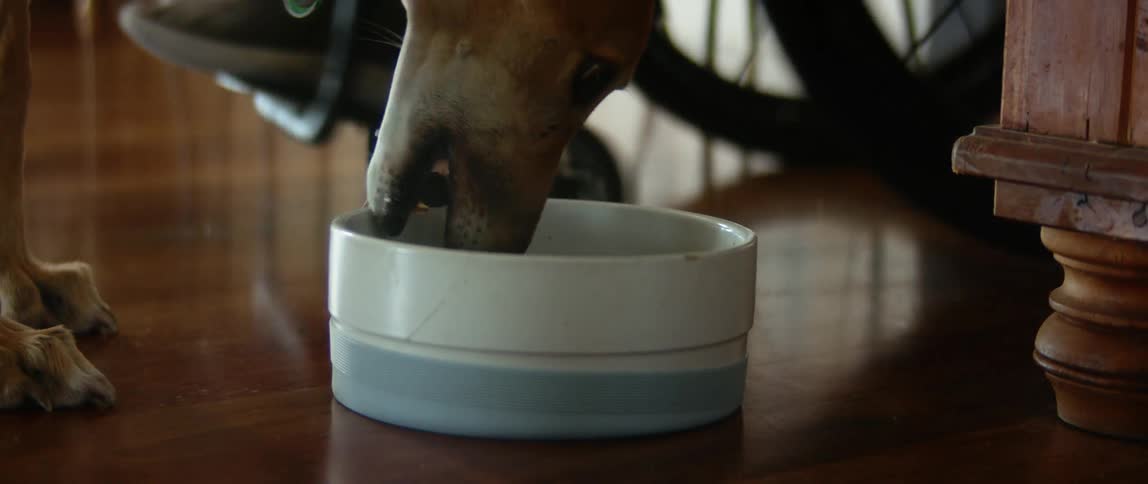 Woman on a wheelchair gives her pet dog a tray of food on the living room