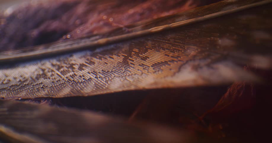 Water falls onto feathery surface with line grains and dries