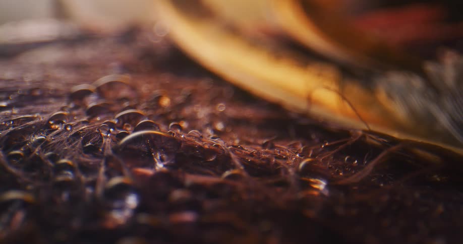 Beaded water drops sit on surface of brown feathers near metal object