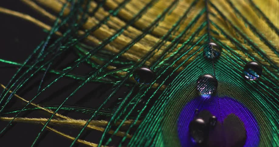 Light shines on spheres of water droplets on a peacock feather