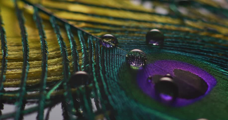 Droplets of water on a peacock feather shine in the sunlight