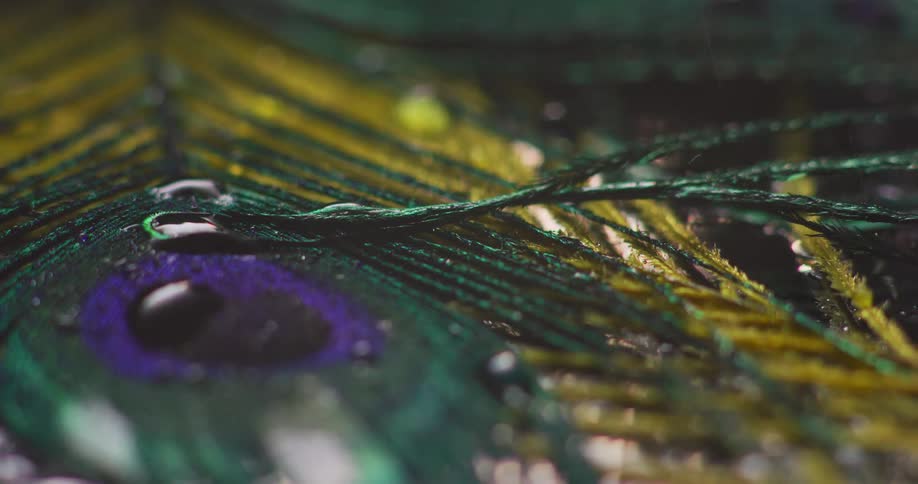 Close up of dust falling over colorful peacock feathers
