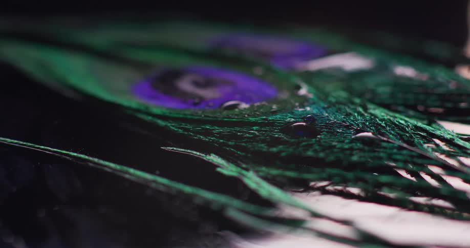 Close up of peacock feather with droplets