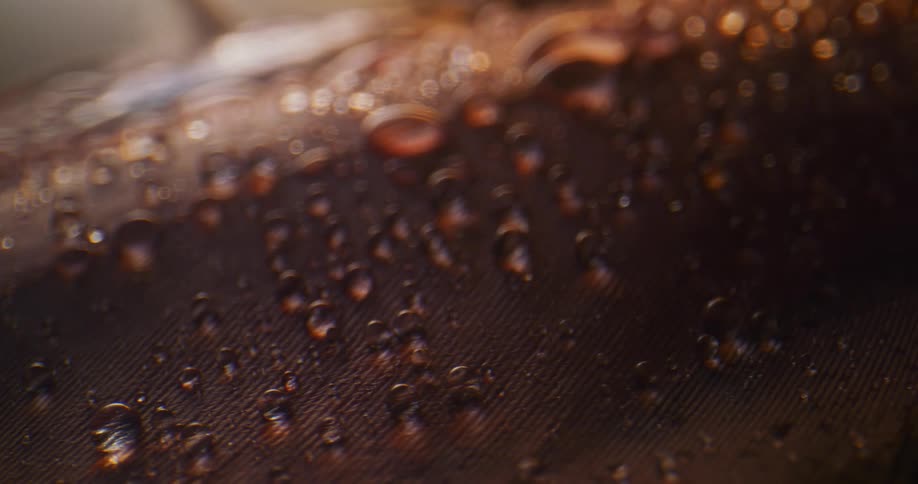Water droplets rest on top of a feather