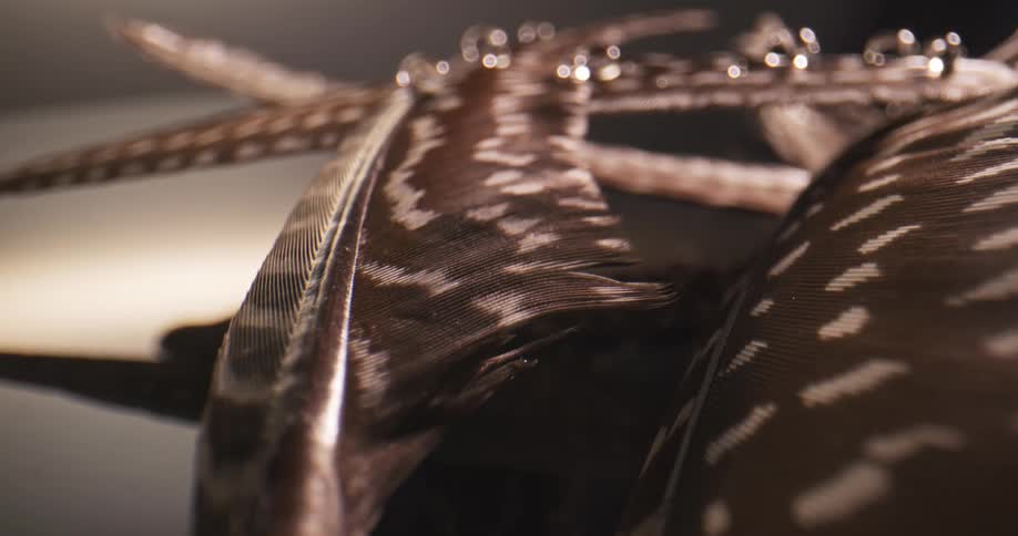 A chain of water is on the feather