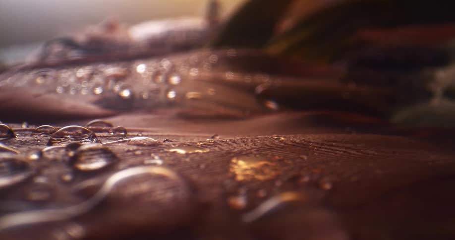 The surface is covered with drops of water