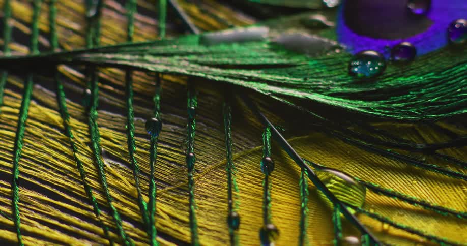 Close up of peacock feather with droplets