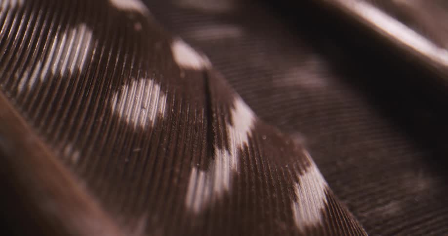 Very close up view of spotted feathers and their texture