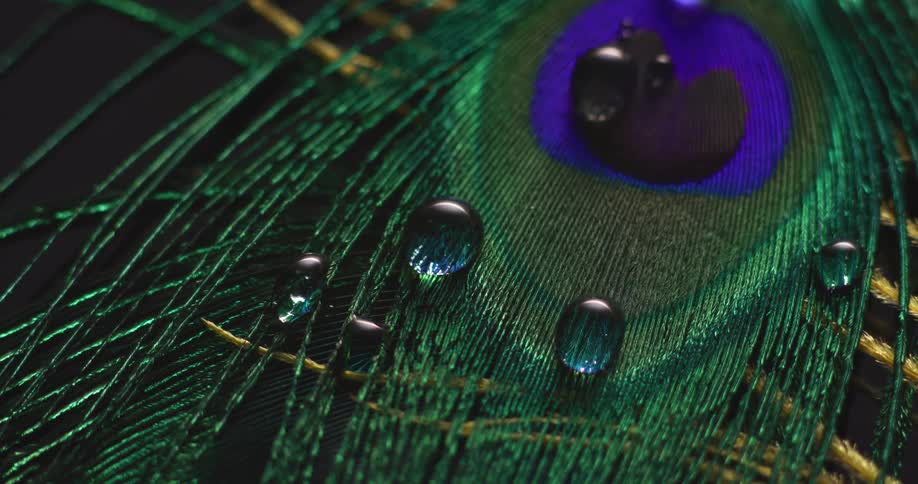 Droplets of water on a peacock feather