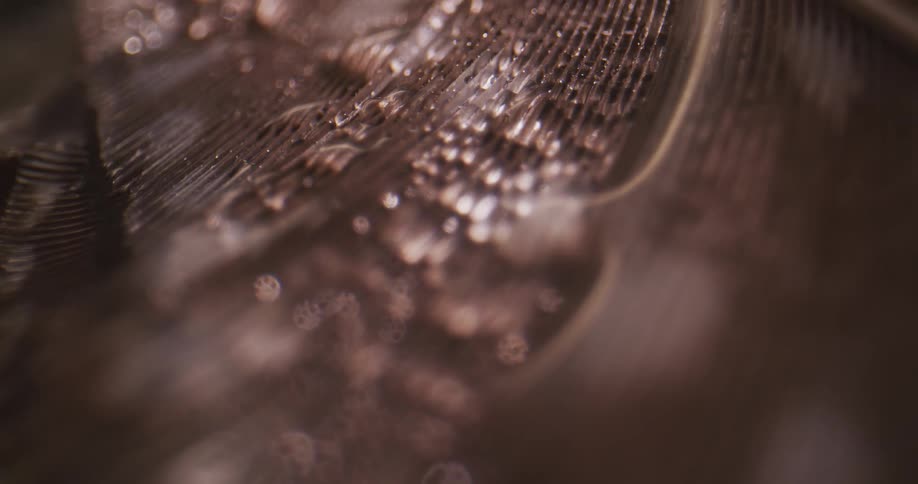 Rain falling on feathers