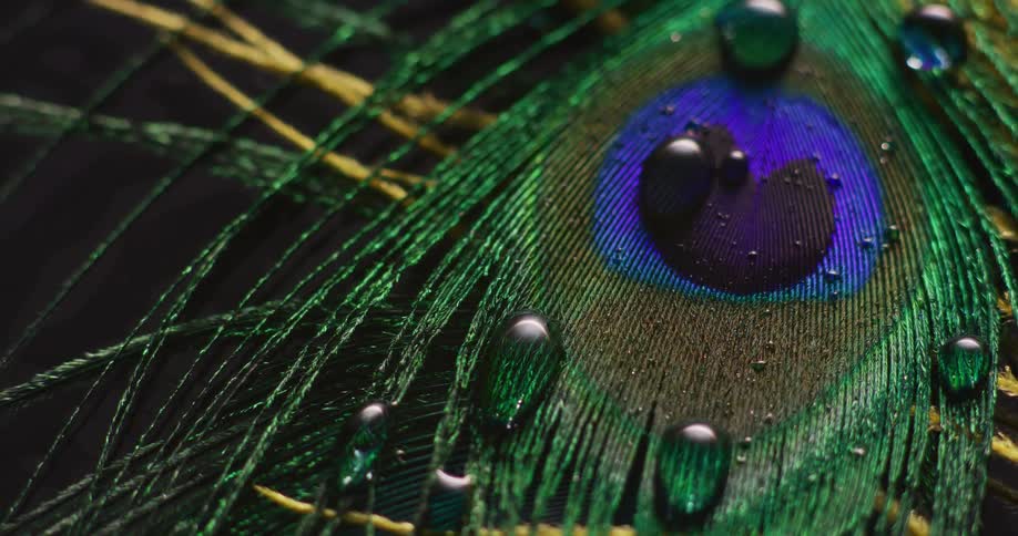 Drops of water are on the feather