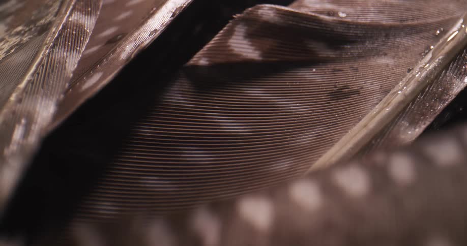 The feather is slightly wet