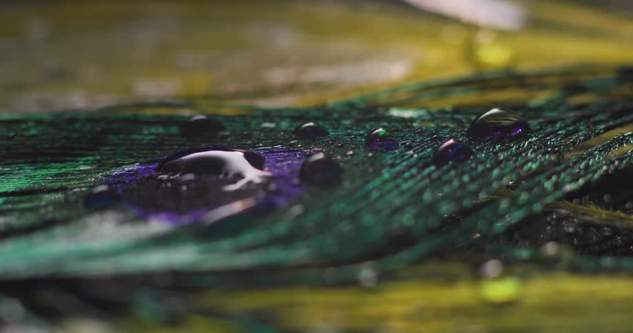 Water drops bead on surface of peacock feathers
