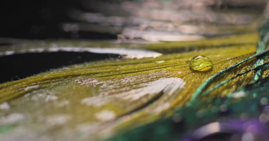 Water droplets slit on a colorful feather