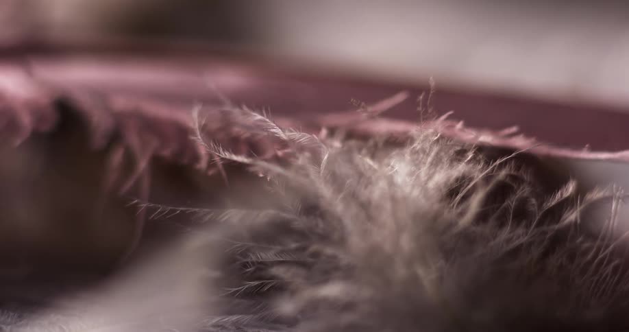 A silverwhite feather like material swaying gently