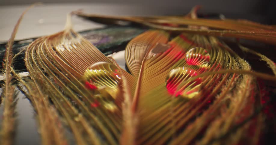 Droplets of water on a feather shine in the light