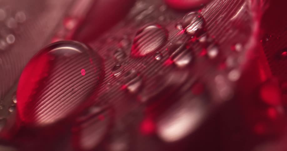 Closeup of bird feather with droplets