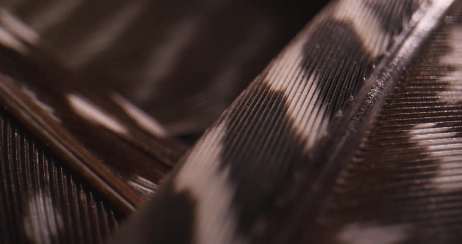 Dark brown and cream stripes line parts of bird feathers while forming different pattern on other parts