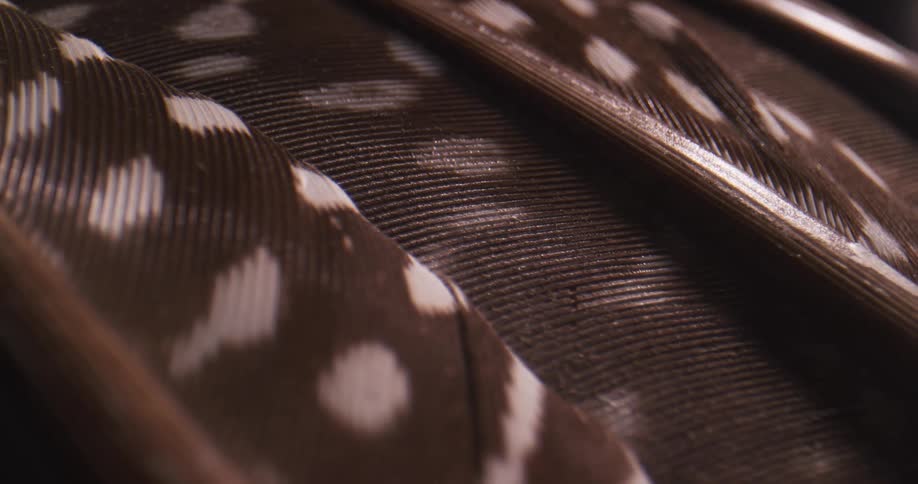 White dots form on brown feathers