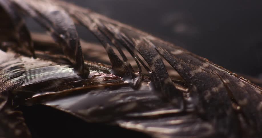 Rain falling on a brown feather
