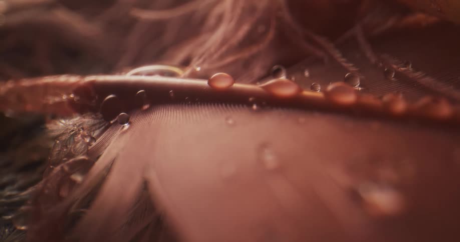 Water beads sit on surface of reddish brown colored feather