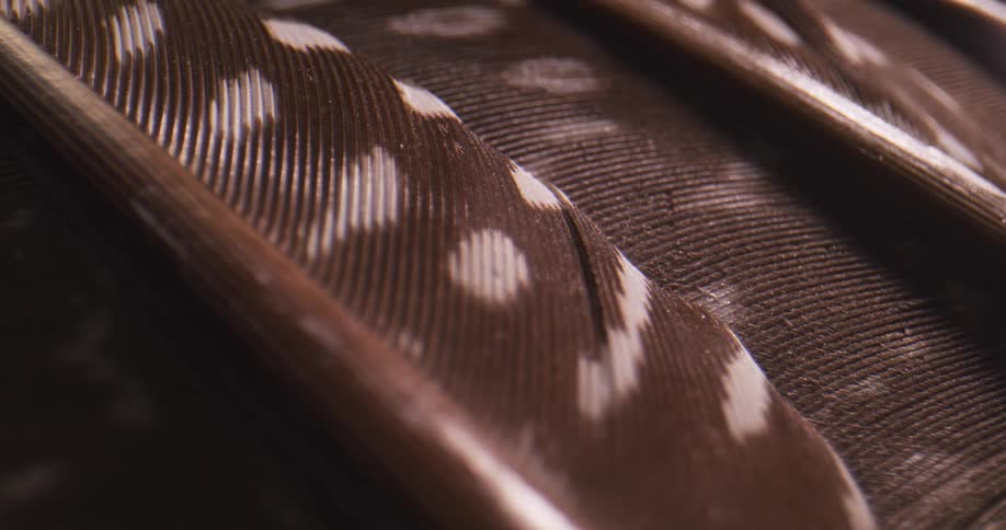 Light shines on spotted feathers
