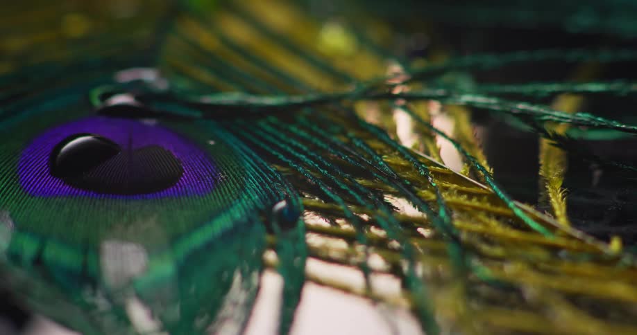 Water drops beading up on peacock feathers tremble slightly