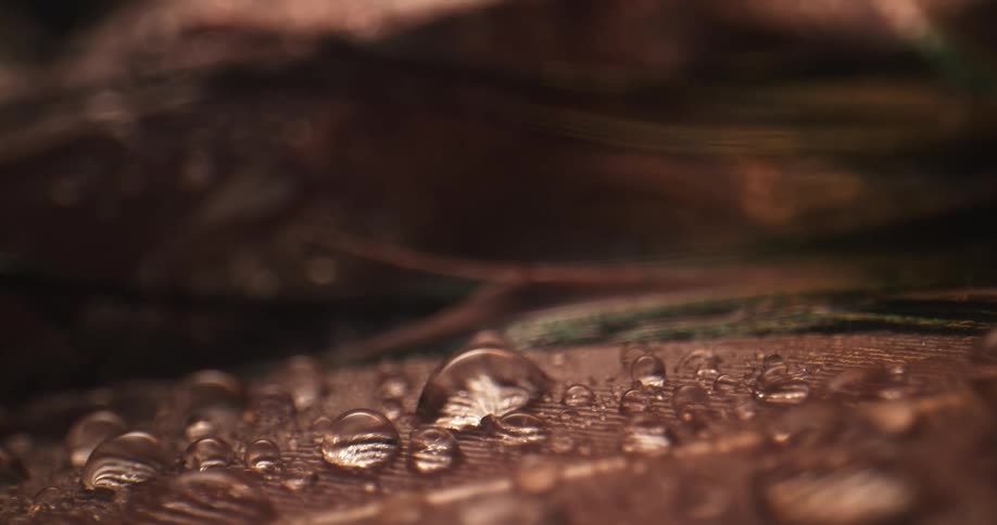 Close up of bird feather with droplets