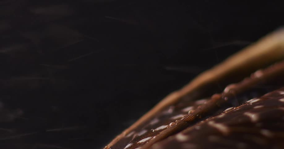 Close up of water being sprayed on brown bird feather