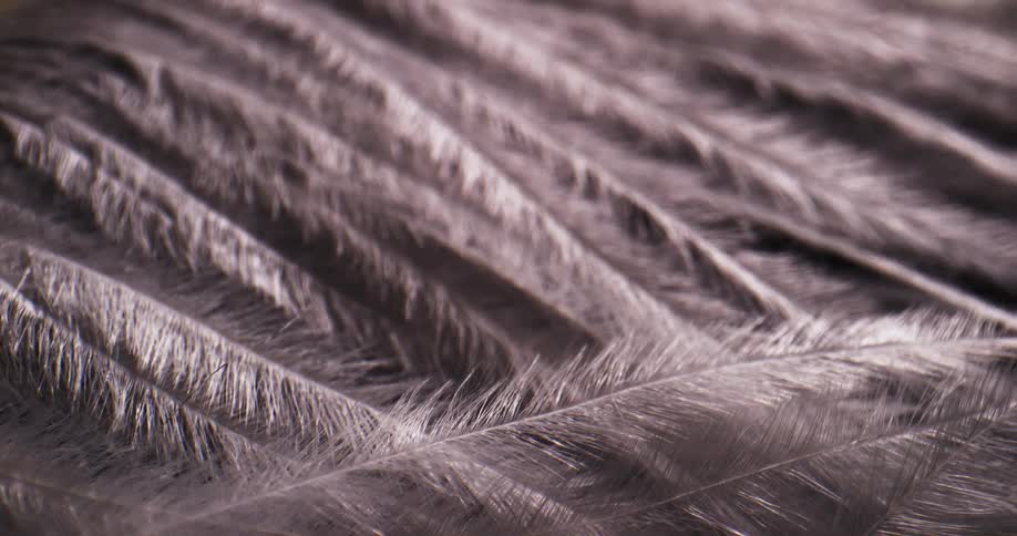 Close up of feathers
