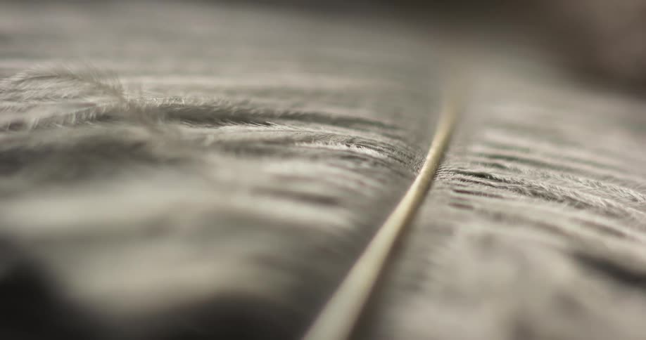 Closeup of bird feather waving in the wind