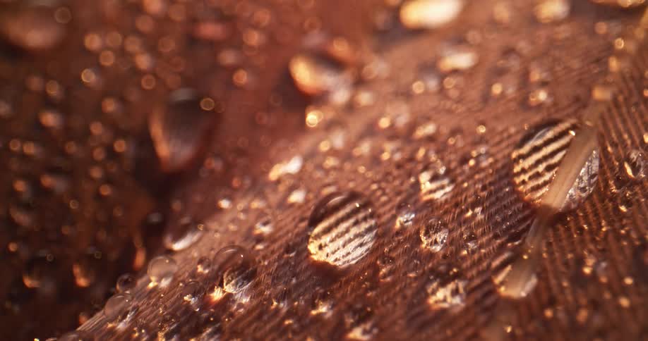 Droplets of water on a feather shine in the light