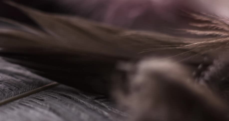 Close up view of feathers are displayed on film