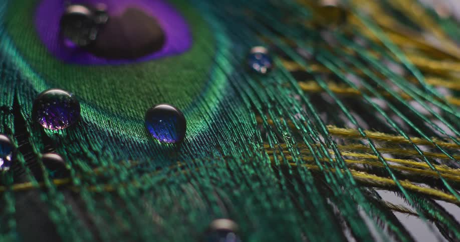 Light shines on spheres of water droplets on a peacock feather