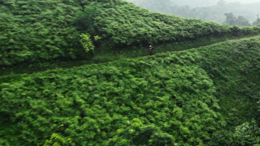 Aerial view of a man biking through a rainforest