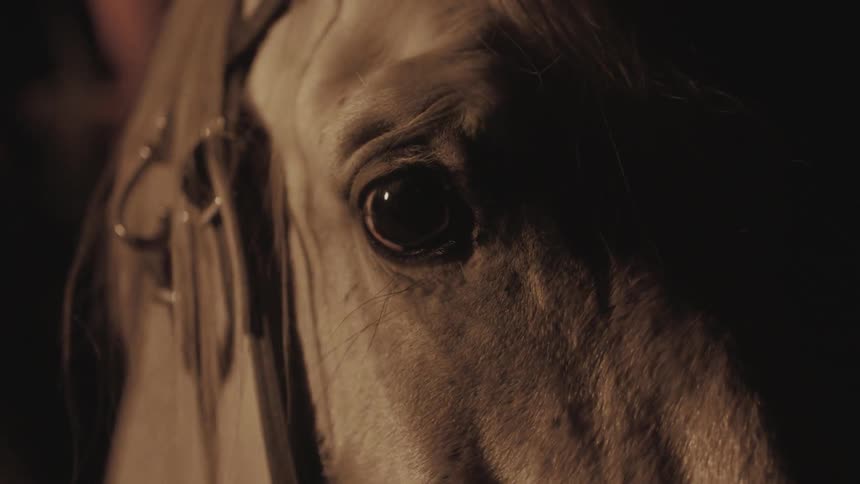 A horse blinks and looks around