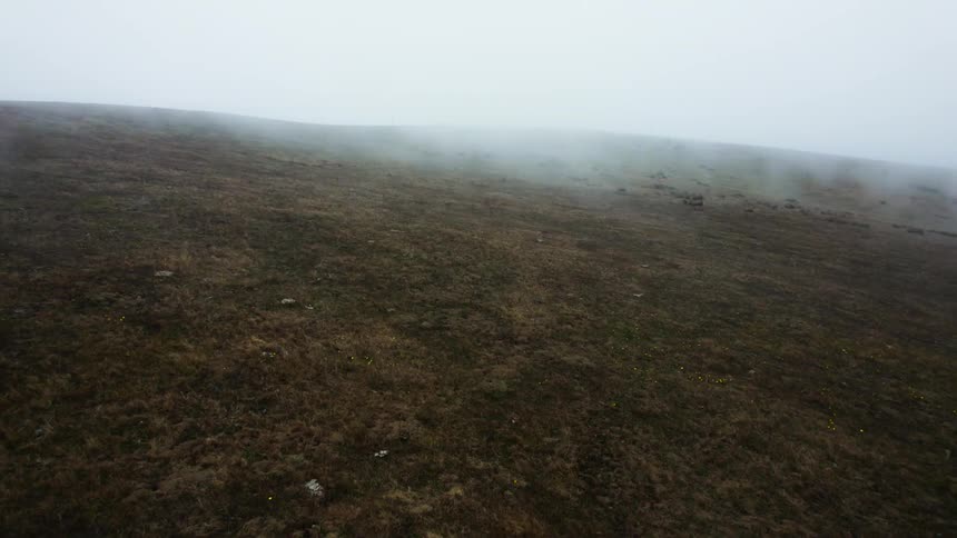 Fog blowing over a grassland