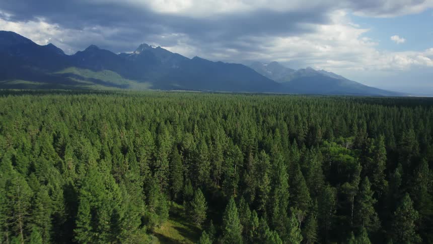 The vast forest leads to the mountains