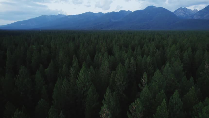 Tall fir trees fill a forest below a mountain range