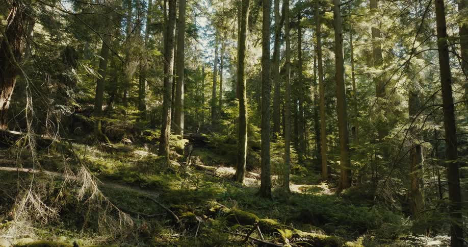 The forest is on the hill