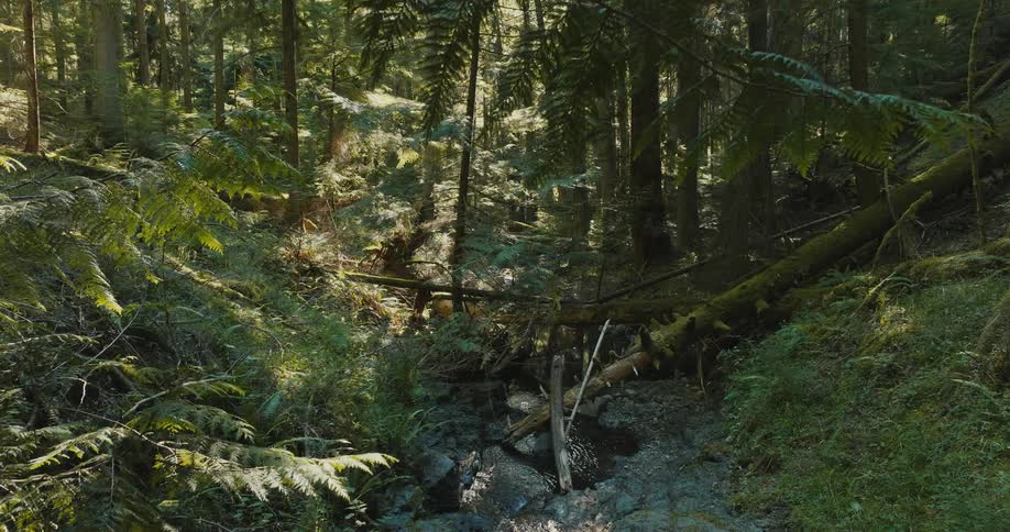 A stream flows in a forest valley as the sun shines brightly upon the trees
