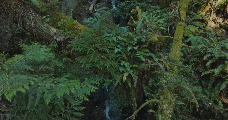 A narrow stream runs through a dense jungle