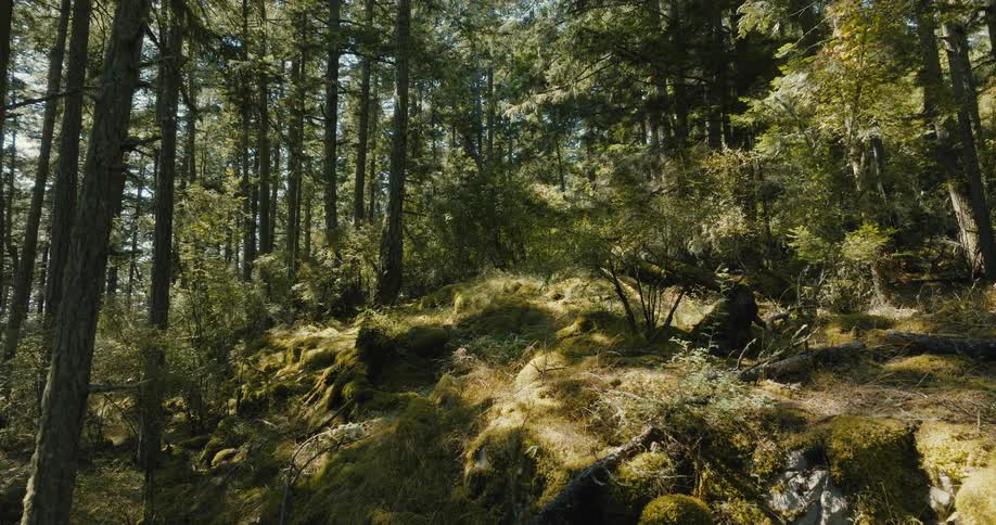 Overgrown weeds sit below tall trees in the woods