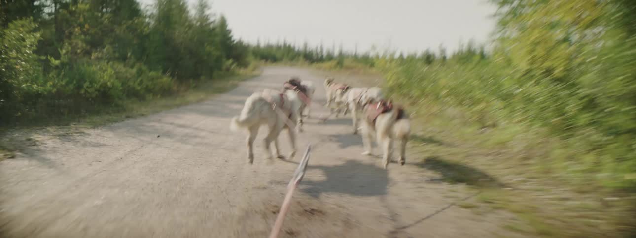 Dogs attached to leashes run as they pull something behind them