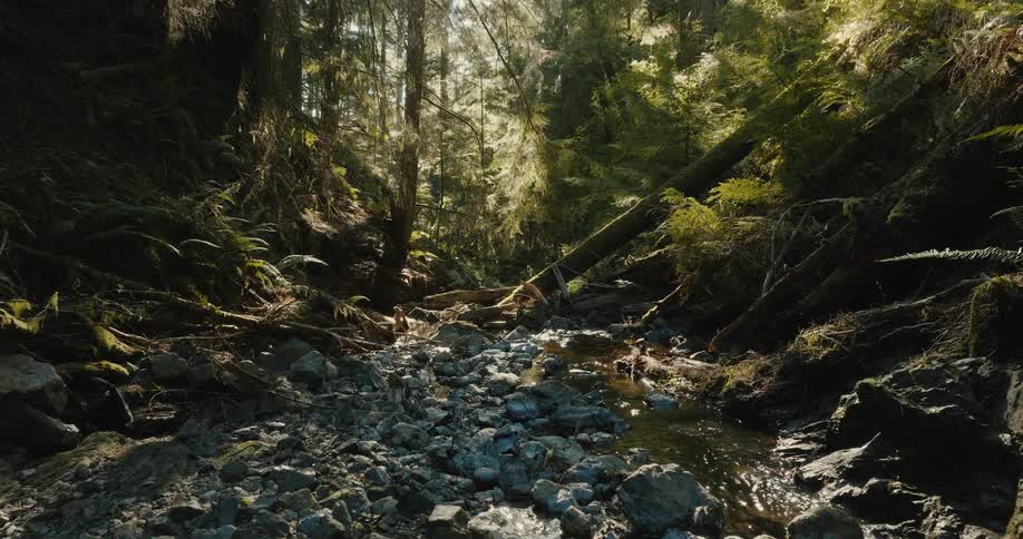 A small stream filled with stones in a woodland during the day